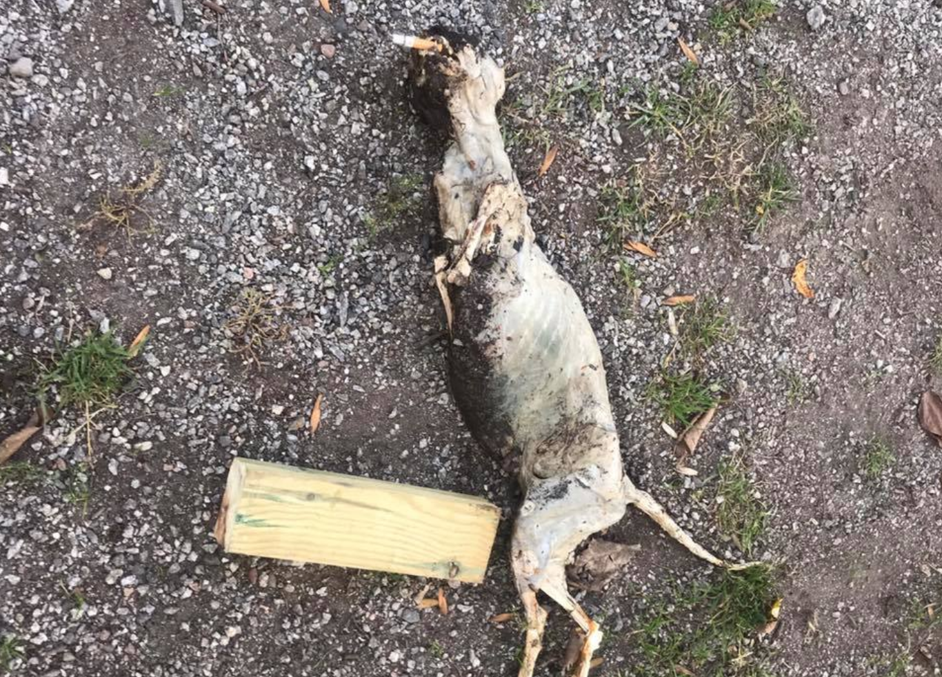 Plågad katt Plågad katt